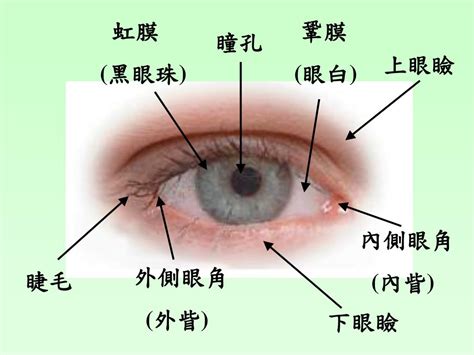 眼睛 部位|眼睛構造全分析介紹 